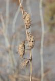 Astragalus chodshenticus