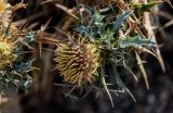 Carlina brachylepis