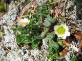 Callianthemum sajanense