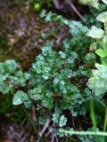 Thalictrum alpinum