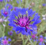 Centaurea depressa