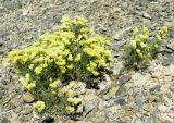 Limonium chrysocomum. Отцветающее растение в щебнистой северной пустыне на бровке склона сухой долины среди холмов. Казахстан, Алматинская обл., Алакольский р-н; Северное Прибалхашье, мелкосопочный массив Шубартау. 07.06.2009.