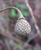 Anemone sylvestris