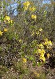 Rhododendron luteum