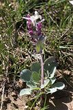 Corydalis ledebouriana