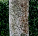 Tetradium daniellii. Средняя часть ствола молодого дерева. Нидерланды, г. Venlo, \"Floriada 2012\". 11.09.2012.