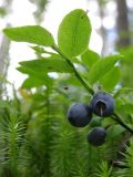 Vaccinium myrtillus