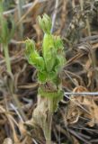 Legousia hybrida. Плодоносящее растение. Крым, Карадагский заповедник, Береговой хребет, степной склон. 6 мая 2013 г.