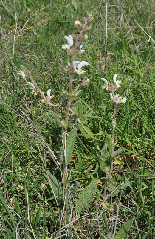 Изображение особи Salvia verbascifolia.