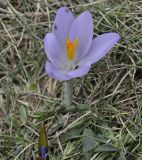 Crocus veluchensis