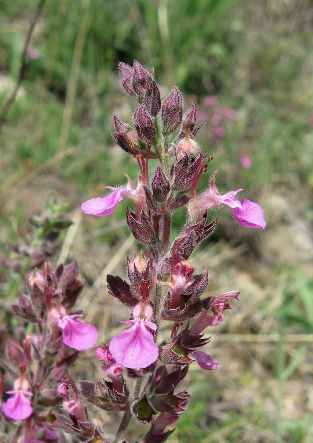 Изображение особи Teucrium chamaedrys.