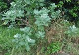 Calotropis gigantea. Цветущий кустарник. Таиланд, остров Пханган. 22.06.2013.