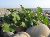 genus Xanthium