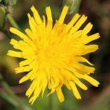 Sonchus arvensis ssp. uliginosus