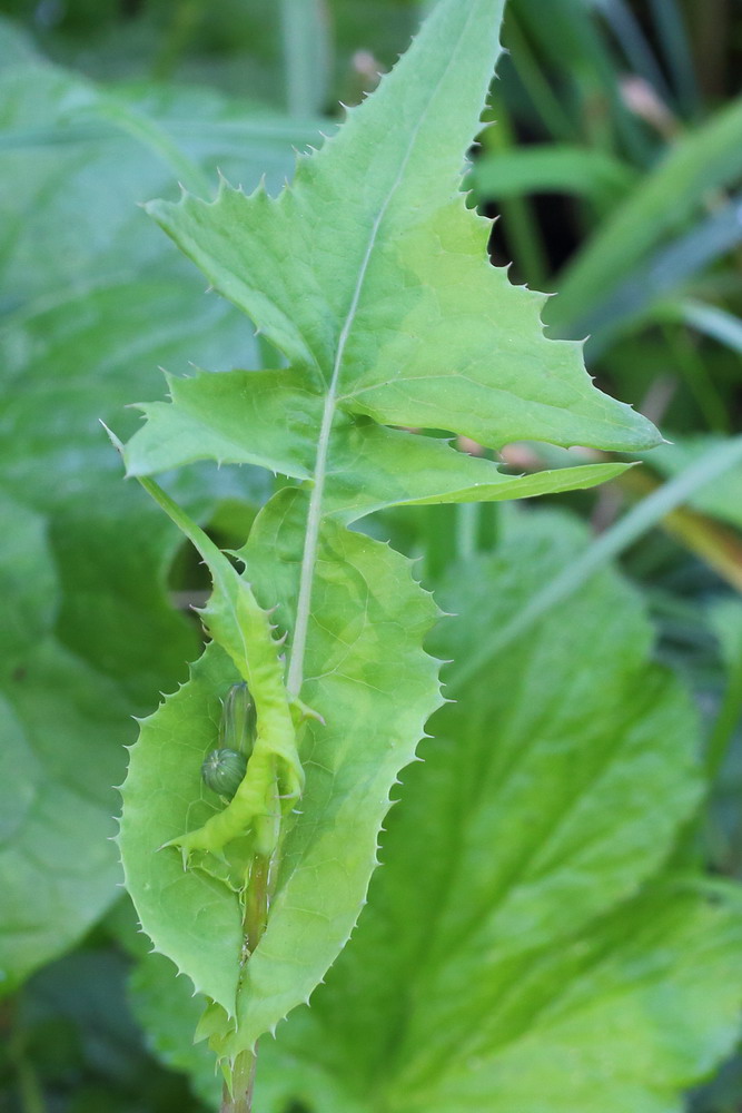 Изображение особи Sonchus oleraceus.