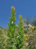 Lobelia excelsa. Цветущее растение. Перу, оз. Титикака, о-в Такиле. Март 2014 г.