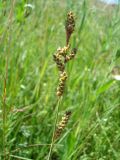 Carex hartmaniorum