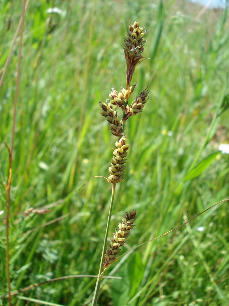 Изображение особи Carex hartmaniorum.