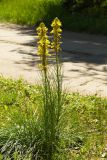 Asphodeline lutea