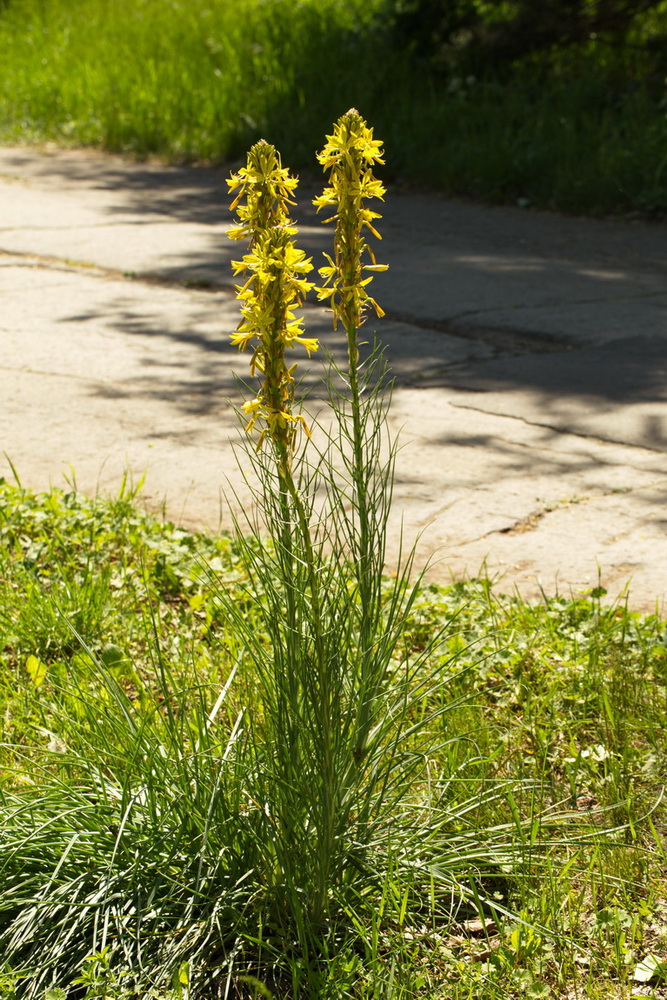 Изображение особи Asphodeline lutea.