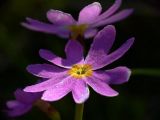 Primula cuneifolia