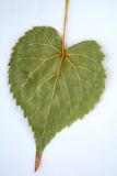 Tilia amurensis