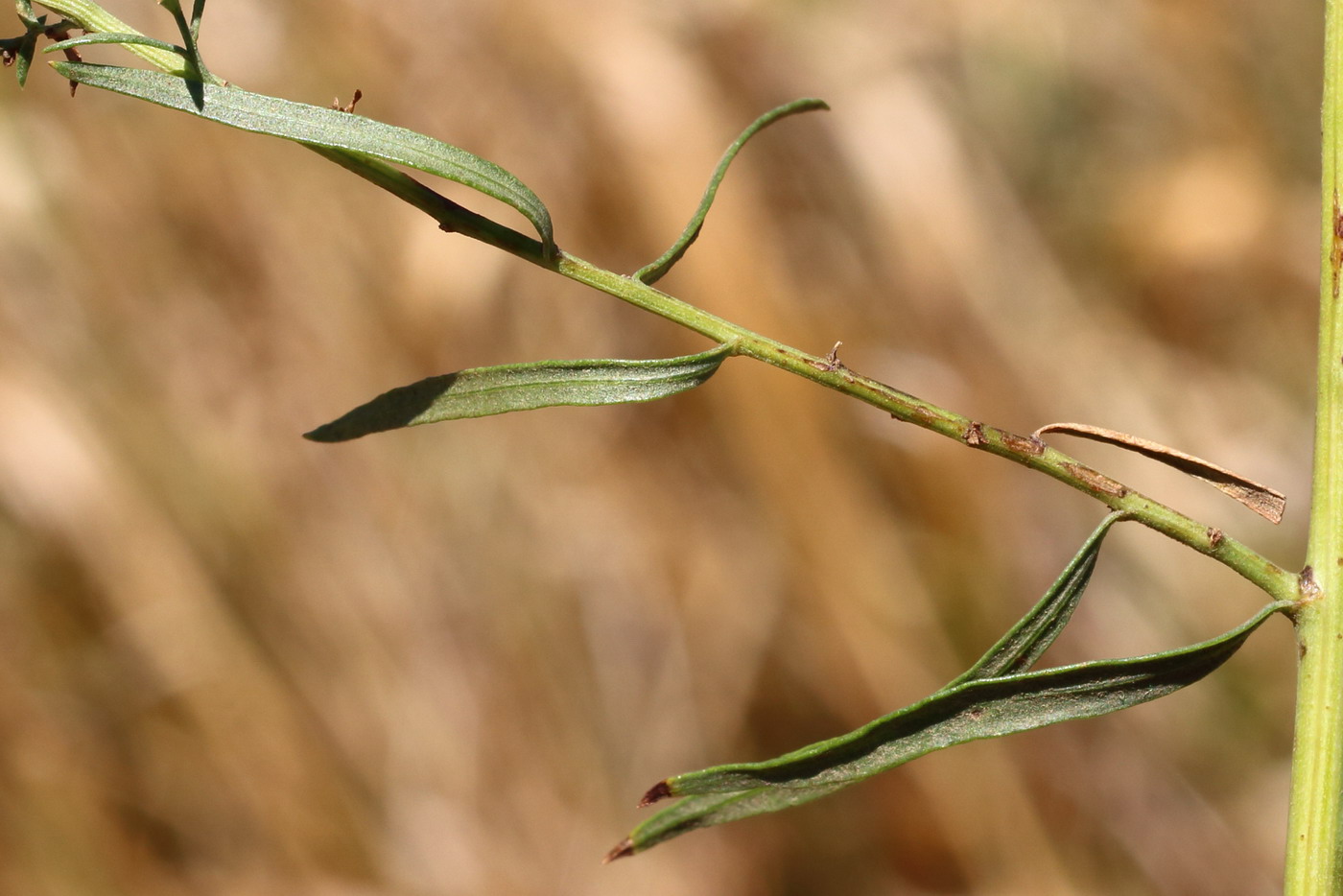 Изображение особи Artemisia dracunculus.