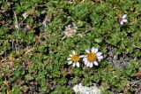 Waldheimia tridactylites