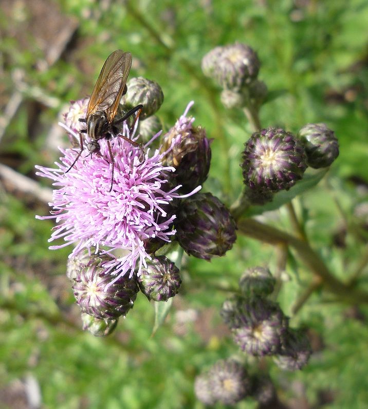 Изображение особи Cirsium arvense.