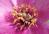 Paeonia caucasica