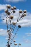 Carlina fennica