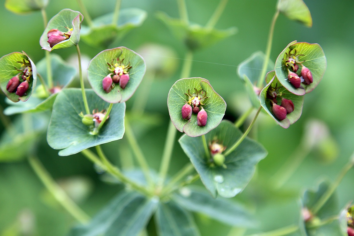 Изображение особи Euphorbia oblongifolia.