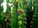 Euphorbia kamerunica