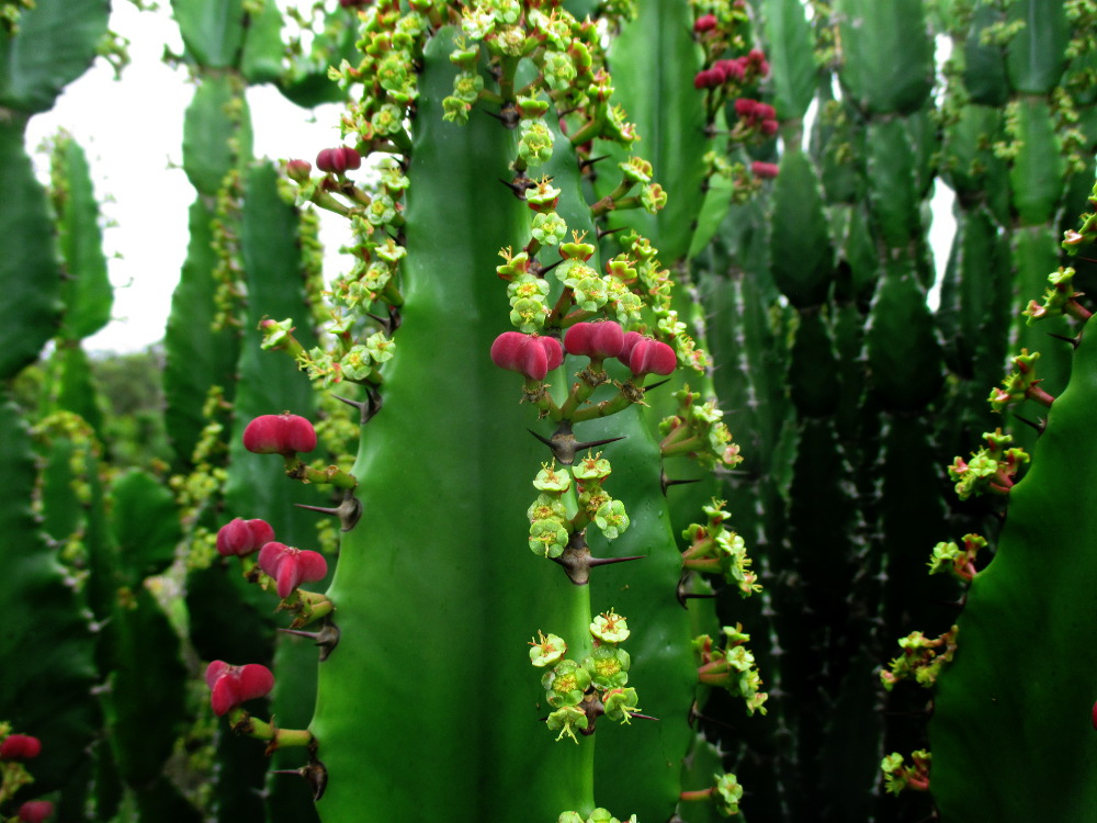 Изображение особи Euphorbia kamerunica.