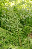 Dryopteris filix-mas