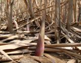 Phragmites altissimus. Молодой побег на фоне сухих прошлогодних. Краснодарский край, г. Усть-Лабинск, пойма р. Кубань. 27.03.2016.