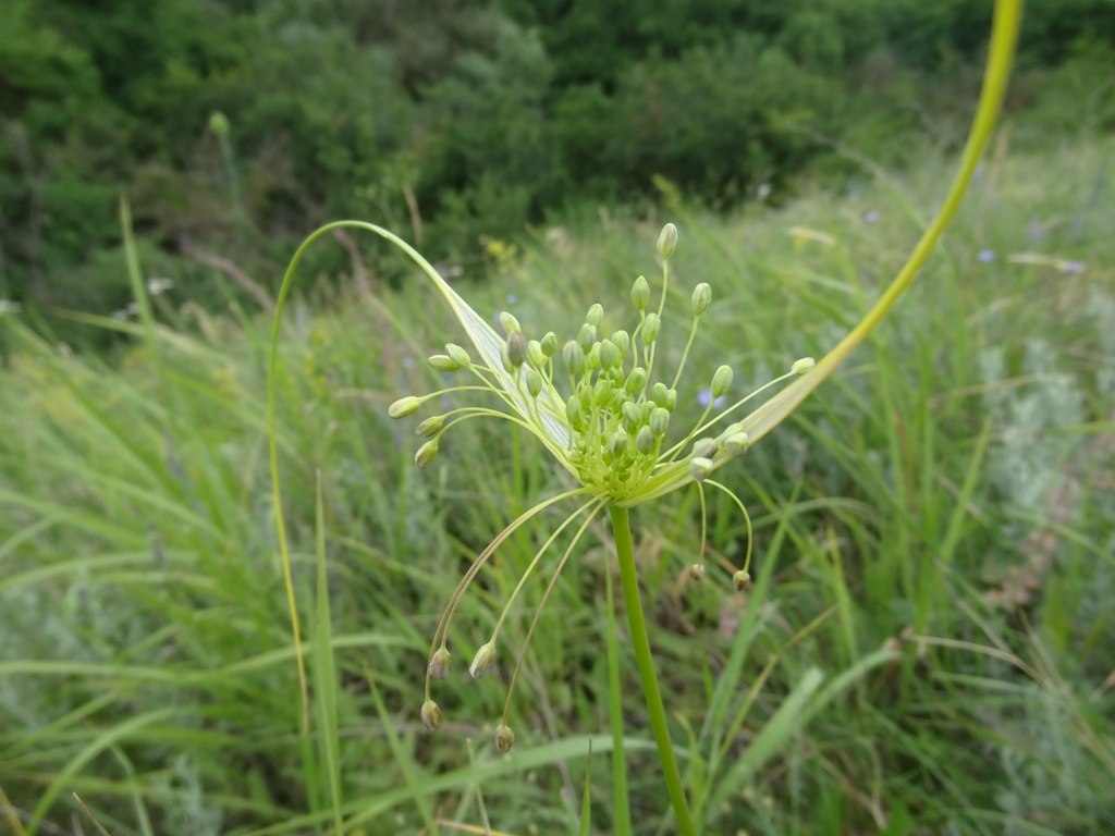 Изображение особи Allium paczoskianum.