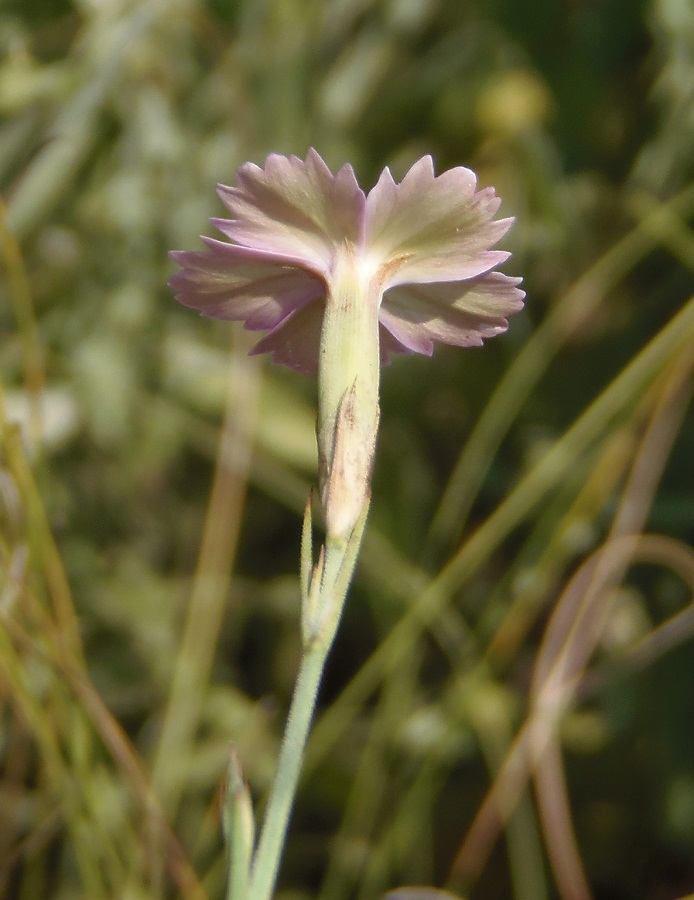 Изображение особи Dianthus carbonatus.