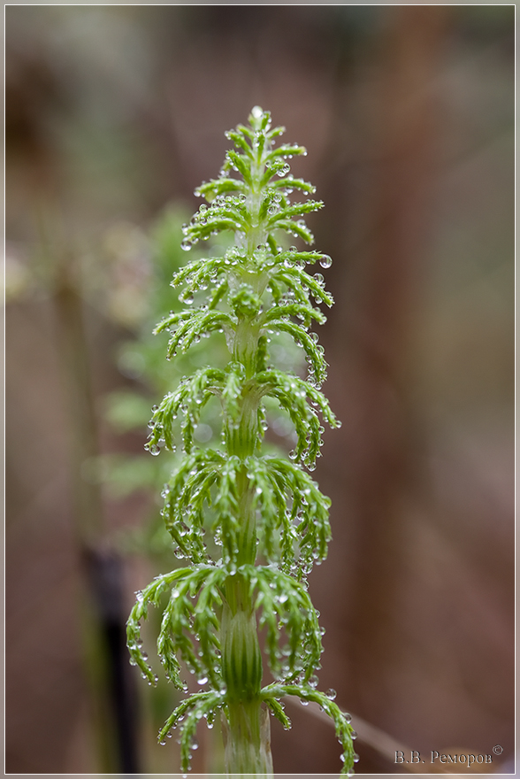 Изображение особи Equisetum sylvaticum.