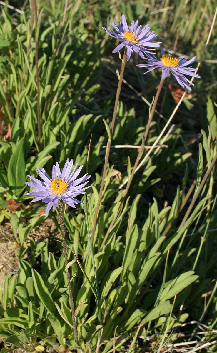 Изображение особи Aster serpentimontanus.