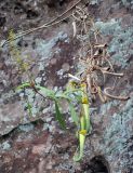 Nepenthes albomarginata. Расцветающее растение. Малайзия, о-в Калимантан, национальный парк Бако, прибрежные скалы, эпифитное на ветви кустарника. 11.05.2017.