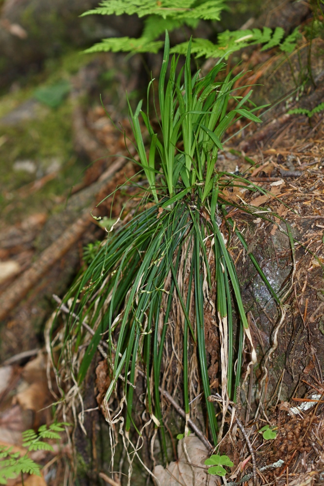 Image of Carex quadriflora specimen.