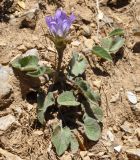 Campanula glomerata