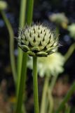 Cephalaria gigantea