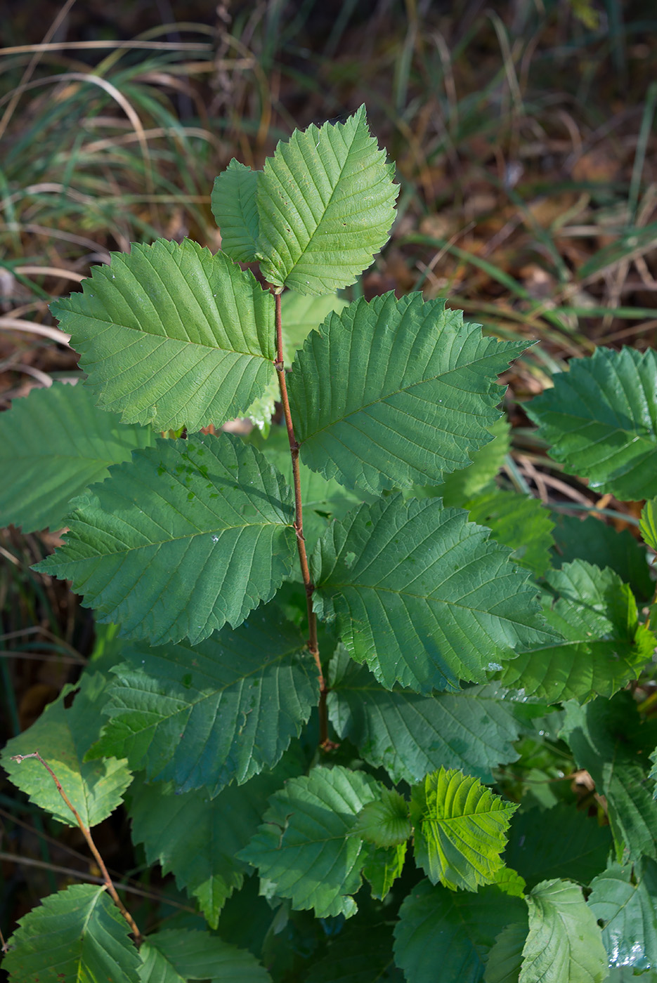 Изображение особи Ulmus laevis.