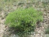 Crambe gibberosa