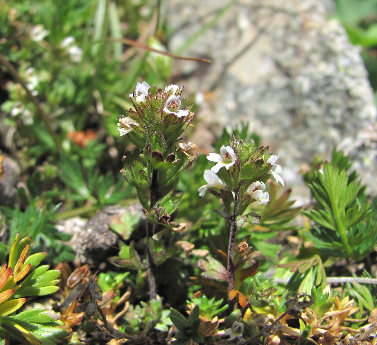 Изображение особи Euphrasia amblyodonta.