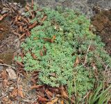 Sedum pallidum. Отцветающее растение. Грузия, край Самцхе-Джавахети, Боржомский муниципалитет, окр. устья ручья Читахеви, нижняя часть сухого каменистого склона горы. 09.10.2018.