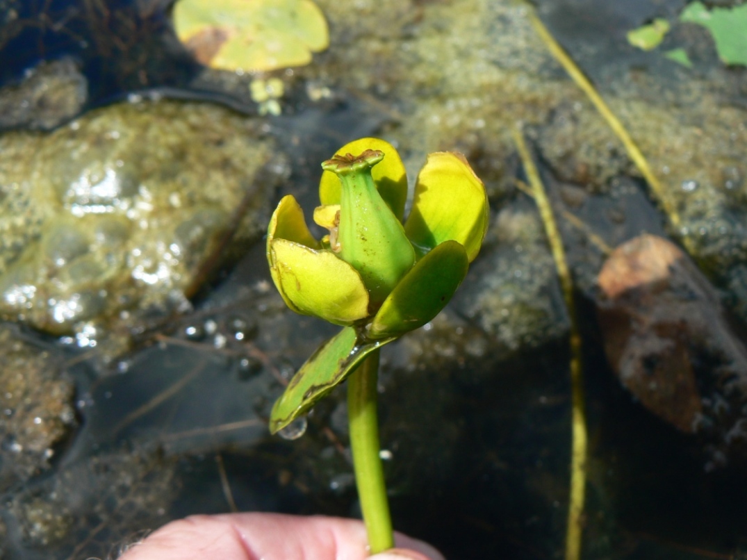 Изображение особи Nuphar pumila.