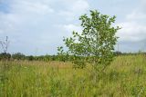 Alnus incana. Молодое дерево на суходольном разнотравно-злаковом лугу по залежи. Ленинградская обл., Ломоносовский р-н, окр. дер. Глядино, луг на известняке. 22.07.2018.